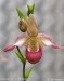 orchidej12.jpg