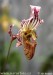 orchidej14.jpg