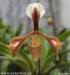orchidej15.jpg