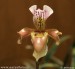 orchidej16.jpg