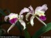 orchidej17.jpg