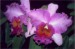 orchidej19.jpg