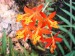 Epidendrum radicans2.jpg