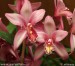 orchidej z hvězdem2.jpg