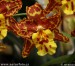 orchidej z hvězdem3.jpg