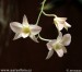 orchidej z hvězem6.jpg