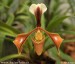orchidej5.jpg