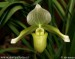 orchidej7.jpg