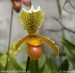 orchidej8.jpg