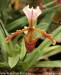 orchidej9.jpg